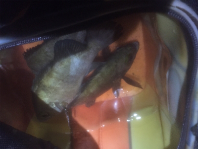 メバちゃん夏バテ？