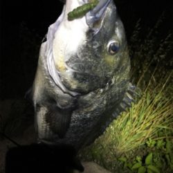 淀川ブリームゲーム ブラックビックモンスター