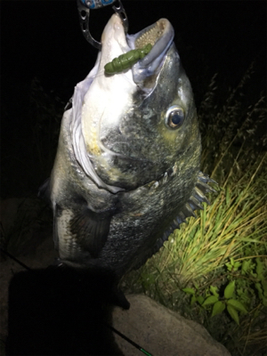 淀川ブリームゲーム ブラックビックモンスター