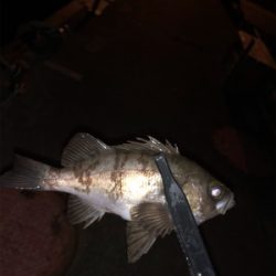 久しぶりにプチ遠征？