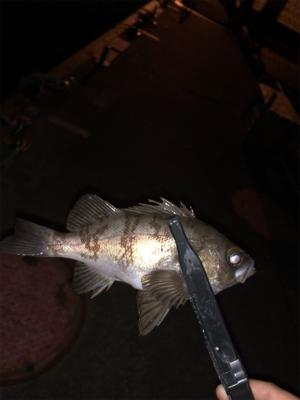 久しぶりにプチ遠征？