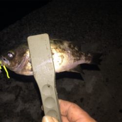 ナイトアジ&メバル