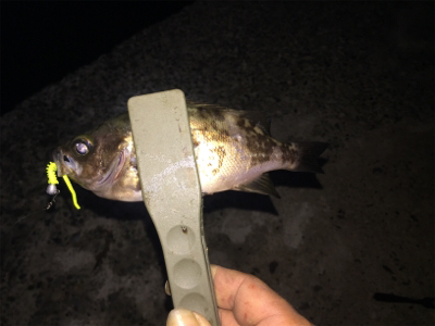 ナイトアジ&メバル