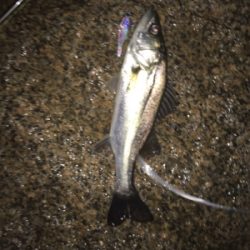 キビレ・真チヌ・チーバス・ボラ