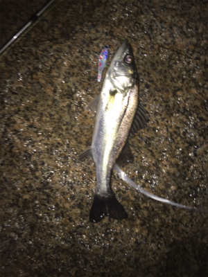 キビレ・真チヌ・チーバス・ボラ