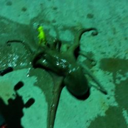 オクトパッシング