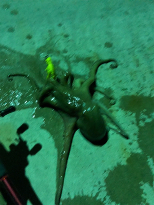 オクトパッシング