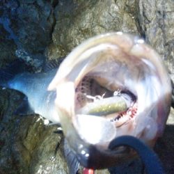 地磯でヒラスズキ