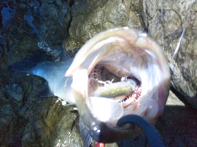 地磯でヒラスズキ