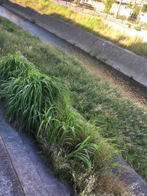 サイトフィッシング  ナマズゲーム