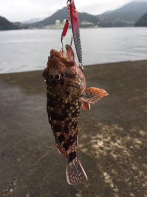 大シケの時の救いの神=豆アジが大量でした
