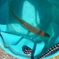 チョイ投げキス釣り