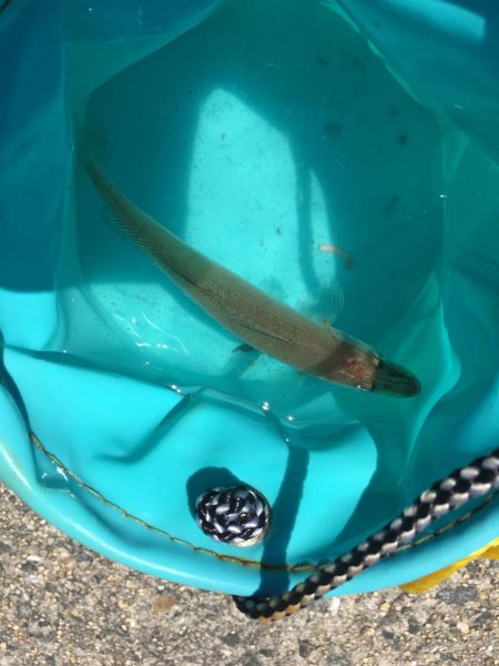 チョイ投げキス釣り