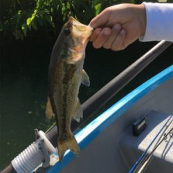 子どもに優しい桜池