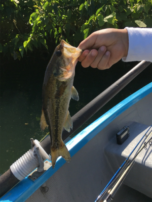 子どもに優しい桜池