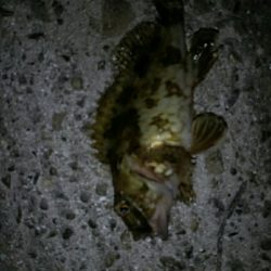 楽しいライトゲームと美味しいキス天