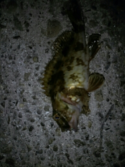 楽しいライトゲームと美味しいキス天