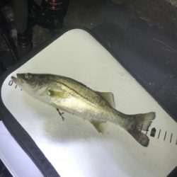 終盤戦メバリング