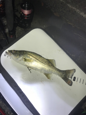 終盤戦メバリング