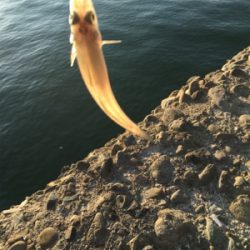 アジからキスのリレー釣行