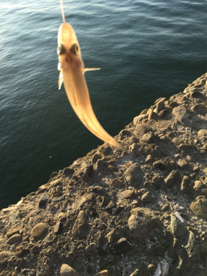 アジからキスのリレー釣行