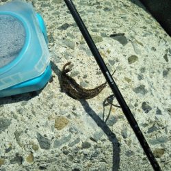 ジギング不発のキッシング