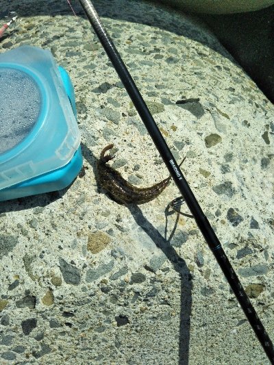 ジギング不発のキッシング