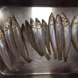 和歌浦キスちょい投げ