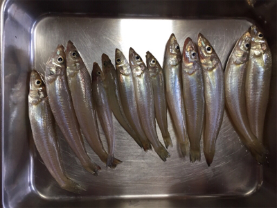 和歌浦キスちょい投げ