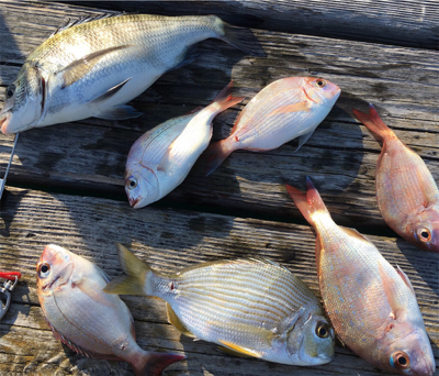 夕方まで粘ってやっと