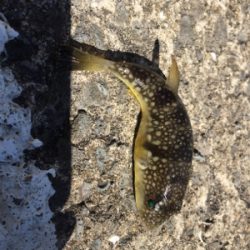 ビックバッカー、みんなエソばっかー!