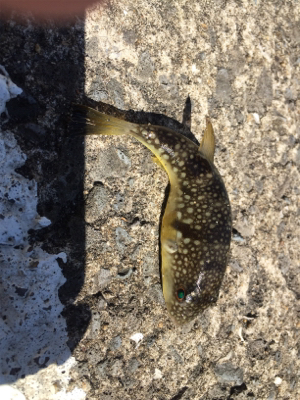 ビックバッカー、みんなエソばっかー!