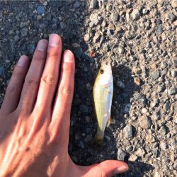 神戸東側ではまだ早い？！