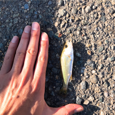 神戸東側ではまだ早い？！