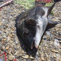 カタクチの群れシーバスのボイル！