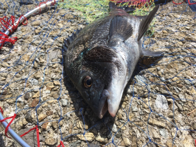 カタクチの群れシーバスのボイル！