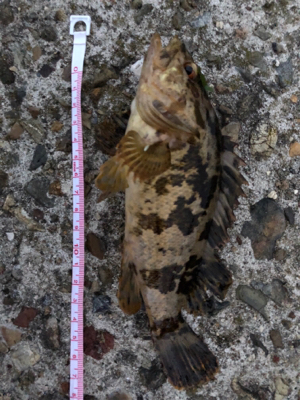 親父たちの釣行 舞鶴第3弾‼️