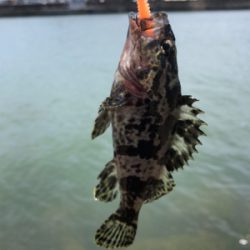 チビタケノコ釣り