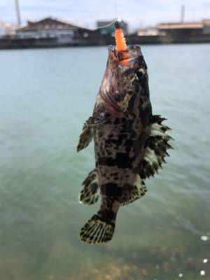 チビタケノコ釣り