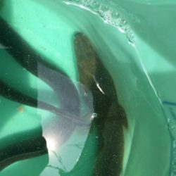 夜釣りは涼しいし、楽しい。