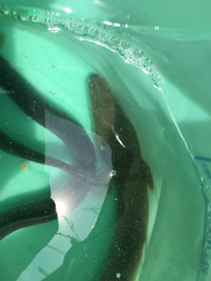 夜釣りは涼しいし、楽しい。