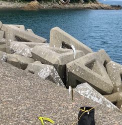 サビキで豆アジ