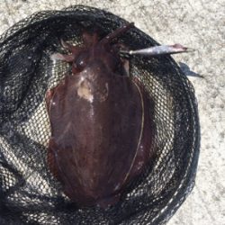 デイエギング☆GUNNING-STYLEメンバー