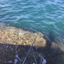 今年初エギング〜