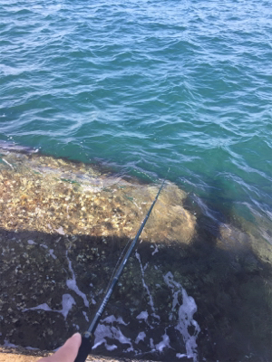 今年初エギング〜