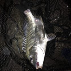 淀川ブリームゲーム マチヌの回遊