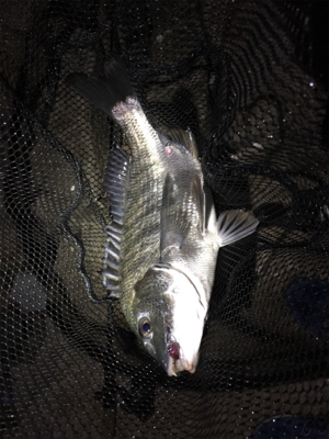 淀川ブリームゲーム マチヌの回遊