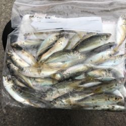 豆アジサビキ釣り