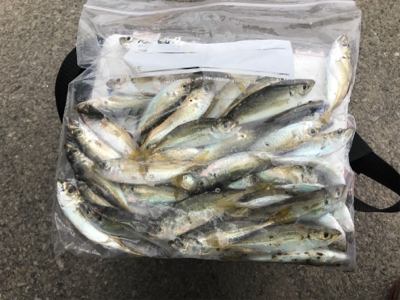 豆アジサビキ釣り