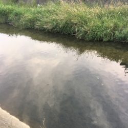 今日も仕事帰りに少しナマズゲーム